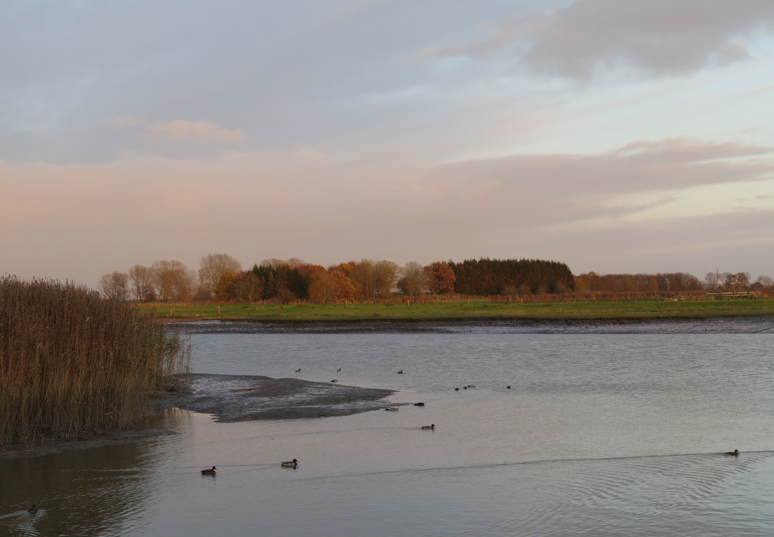 Insel Krautsand im Hintergrund ... 