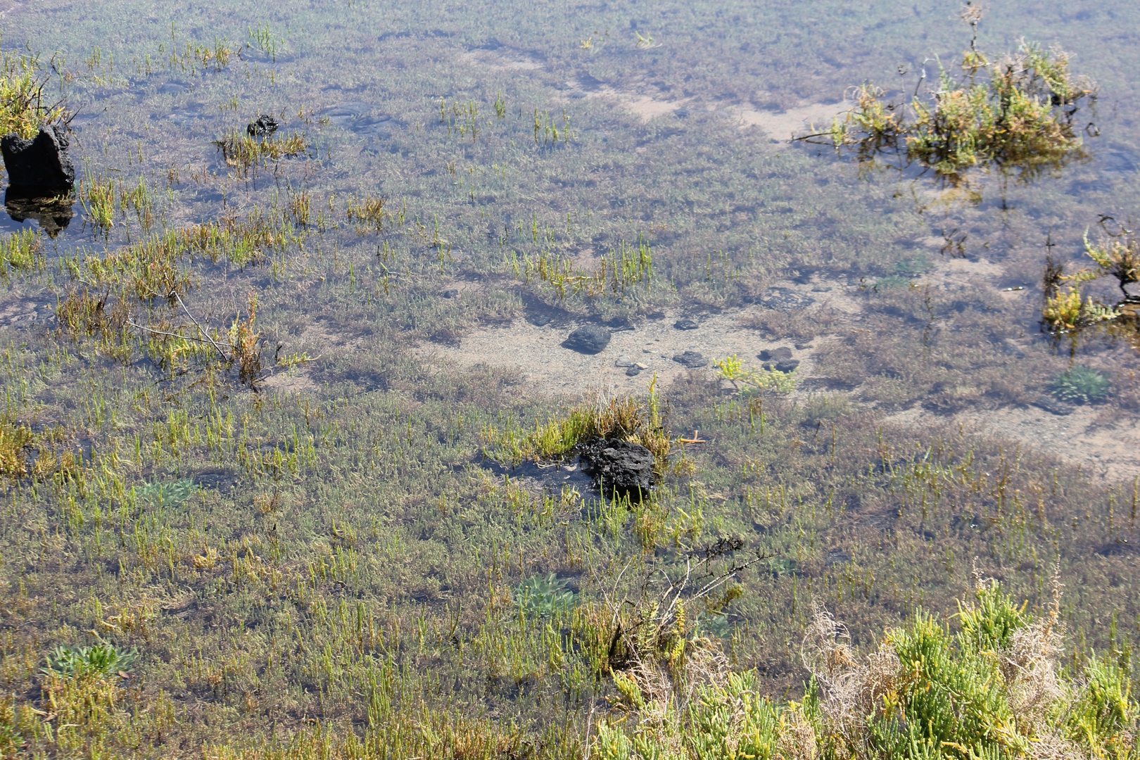 Insel Lobos