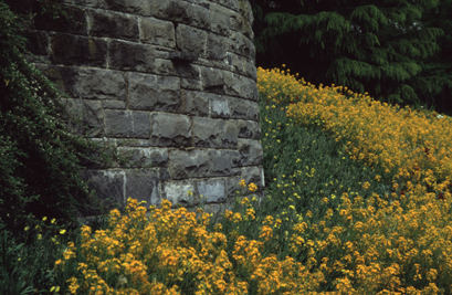 Insel Mainau 01