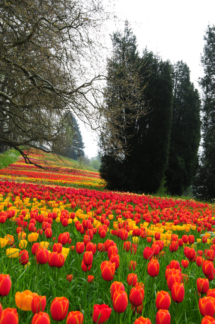 Insel Mainau