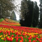 Insel Mainau