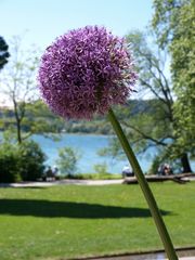 Insel Mainau