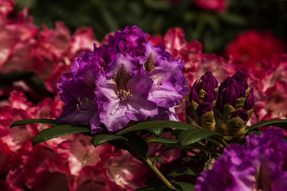 Insel Mainau 09