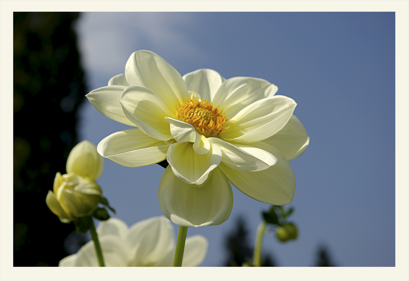 ...Insel Mainau