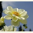 ...Insel Mainau