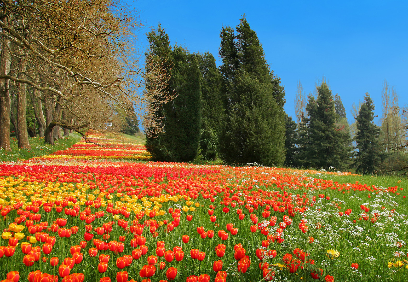 Insel Mainau 1