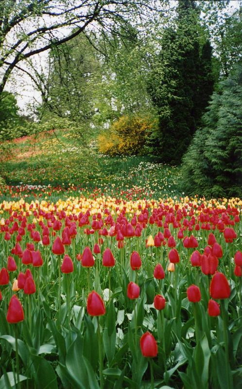 Insel Mainau 1