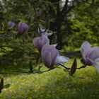 Insel Mainau 1