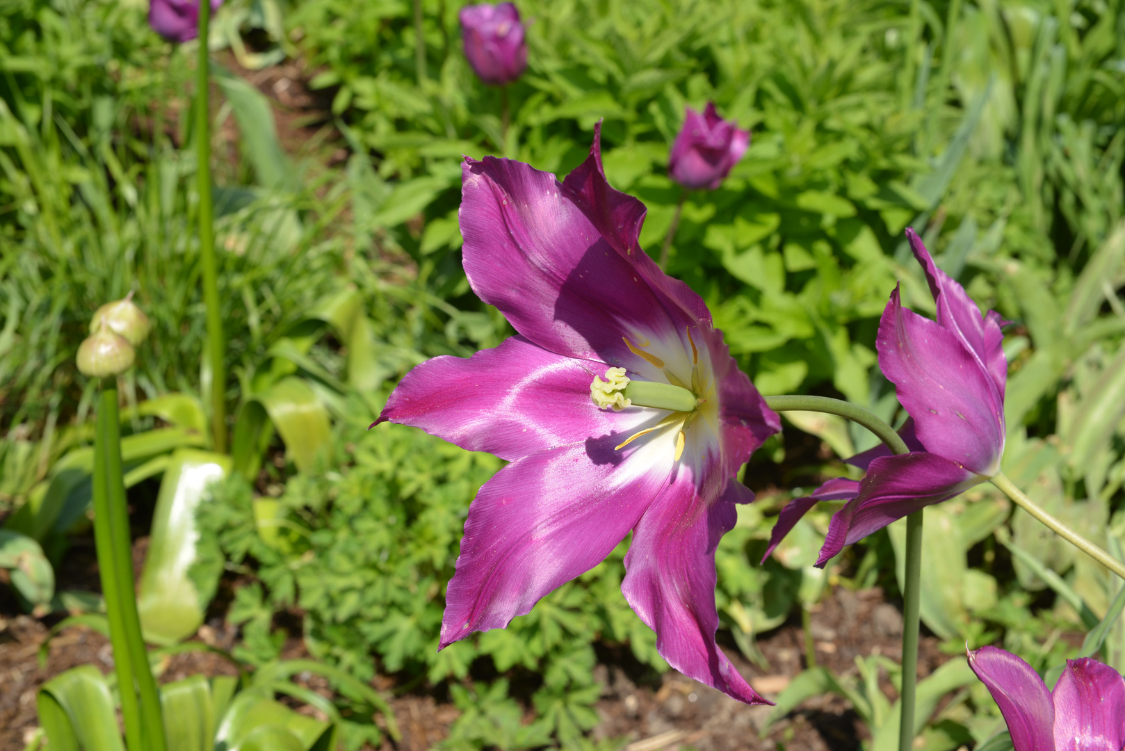 Insel Mainau 10