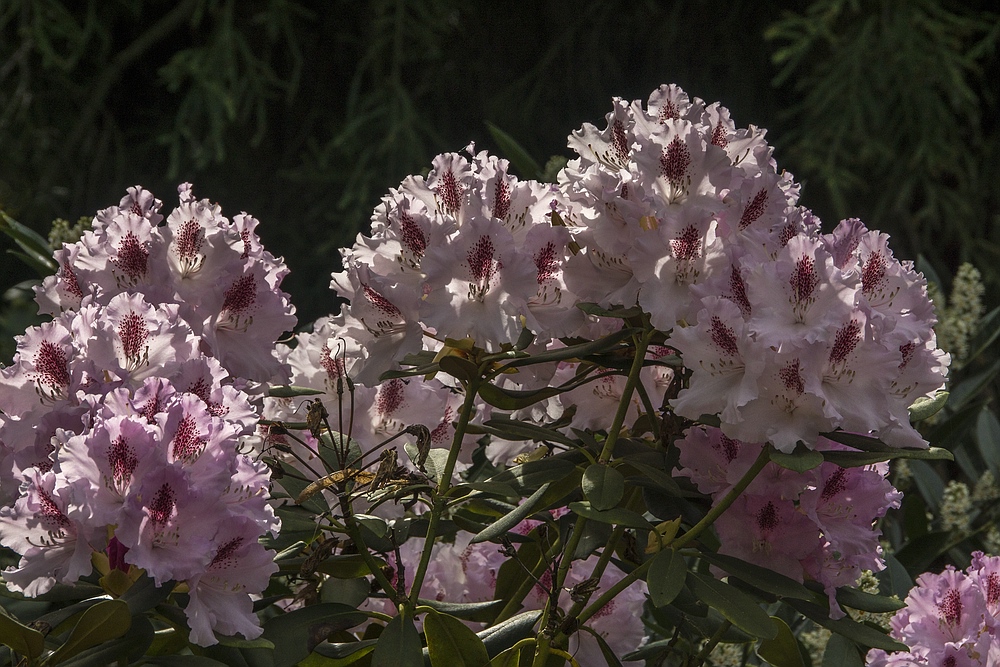 Insel Mainau 14