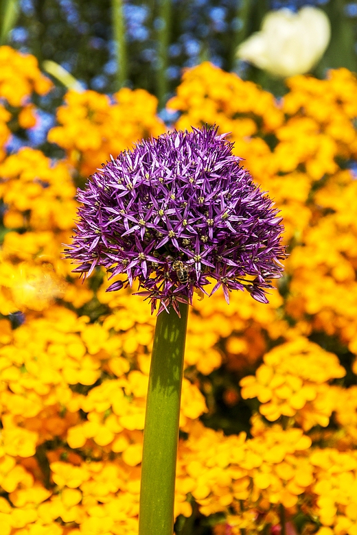 Insel Mainau 16