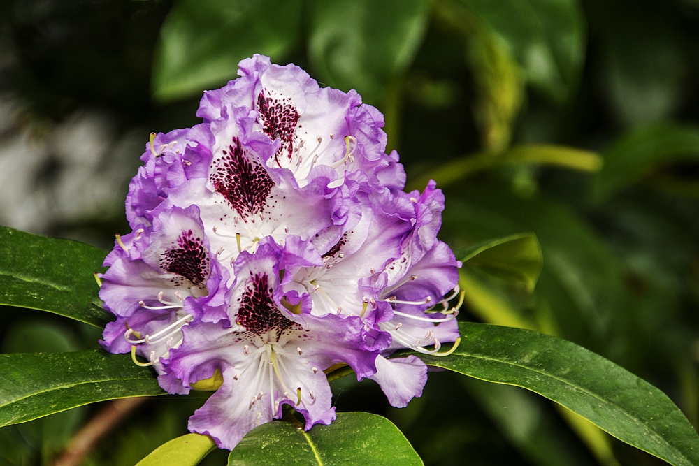 Insel Mainau 19