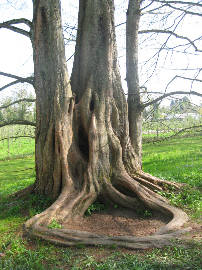 Insel Mainau 2