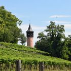 Insel Mainau