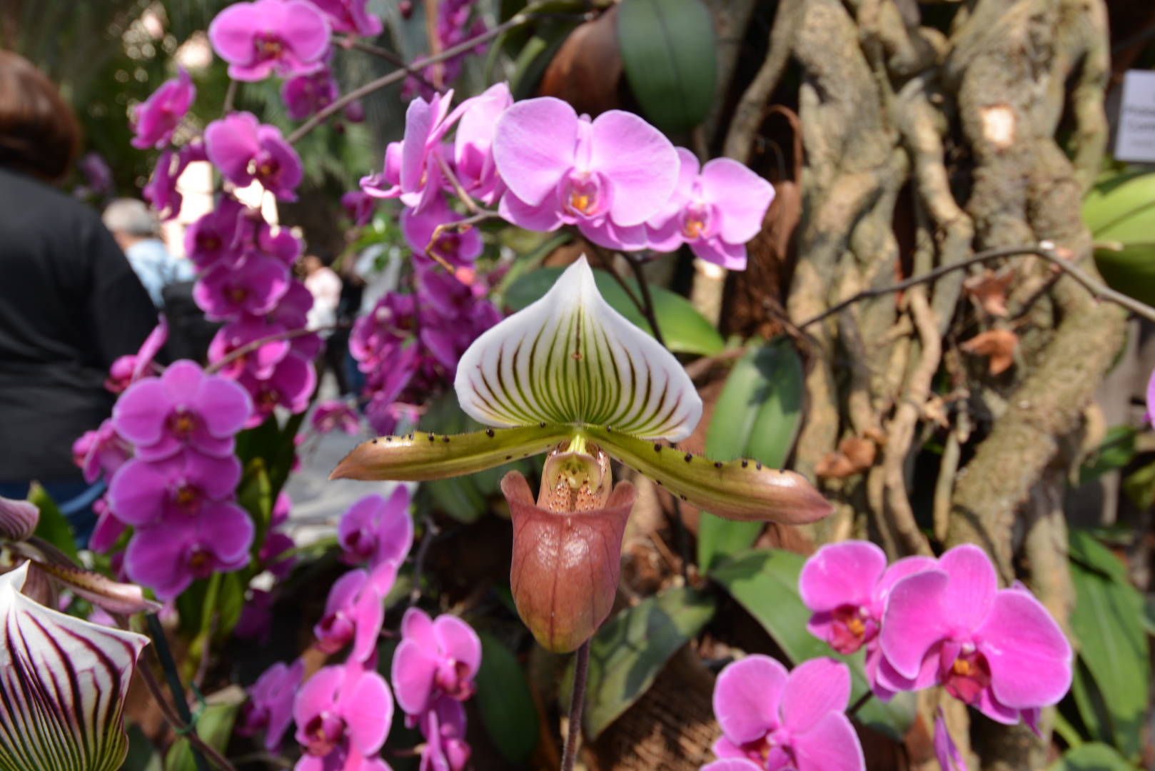 Insel Mainau 3