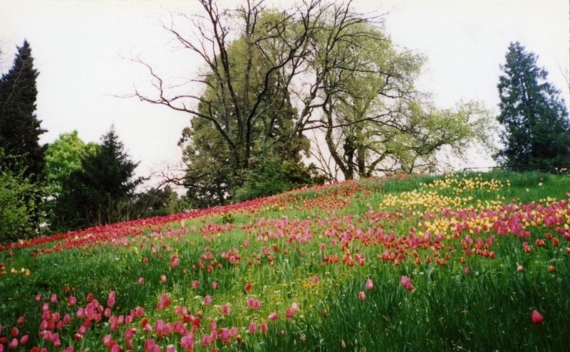 Insel Mainau 3