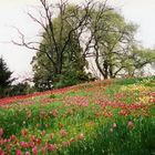 Insel Mainau 3