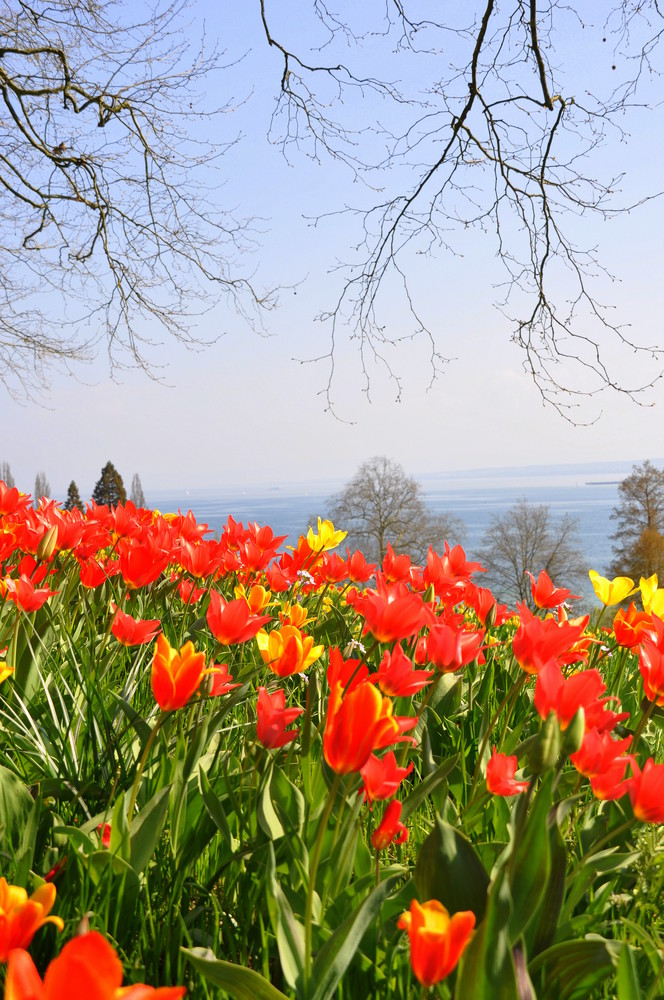 Insel Mainau