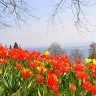 Insel Mainau