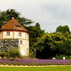 Insel Mainau,