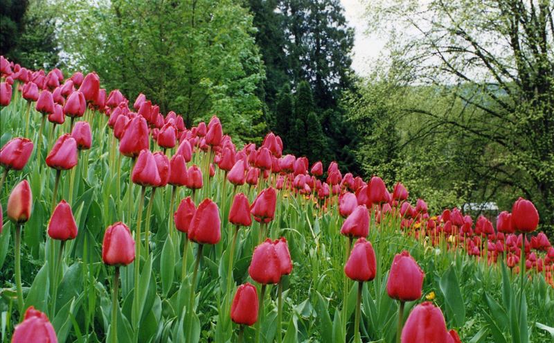 Insel Mainau 4