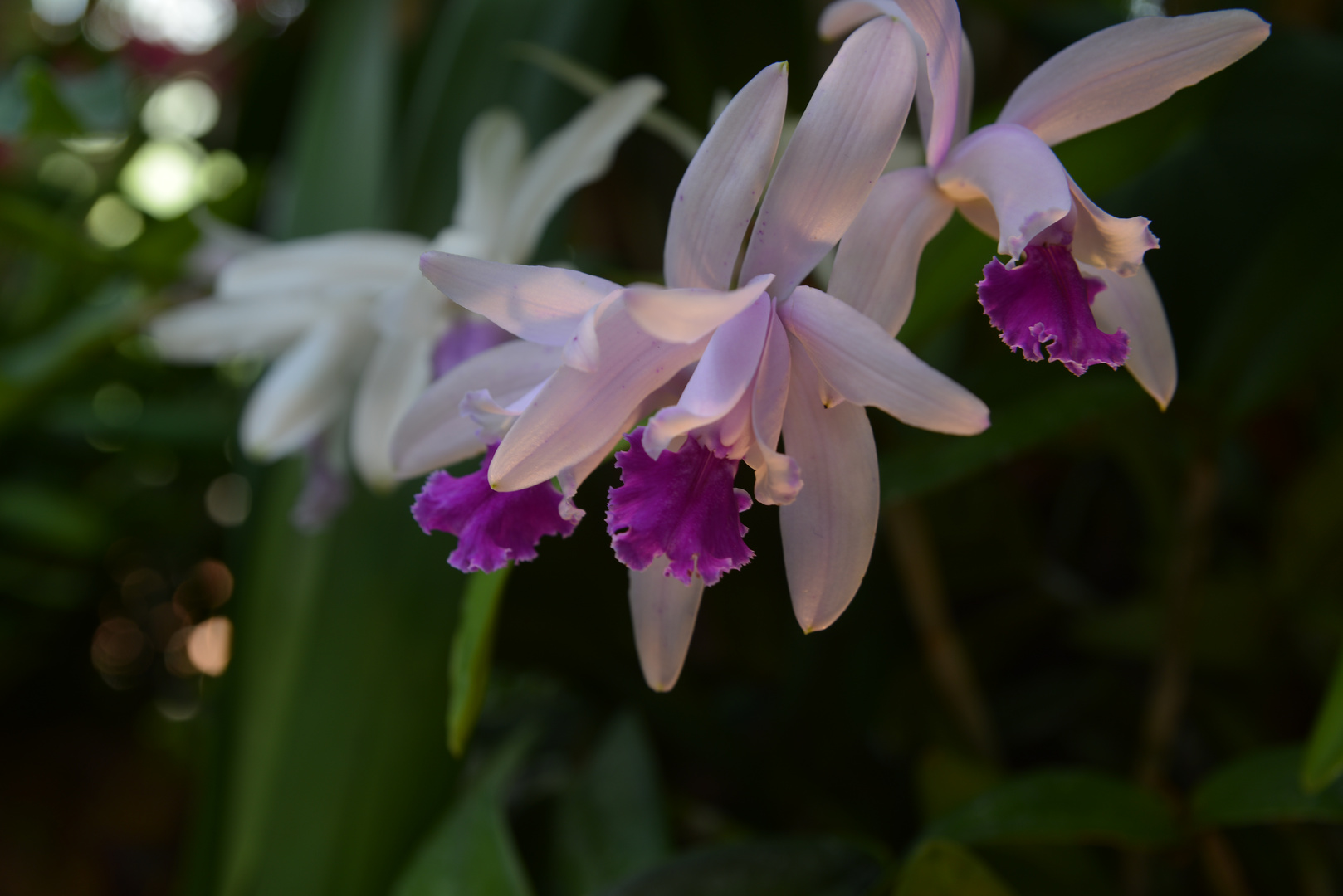 Insel Mainau 5