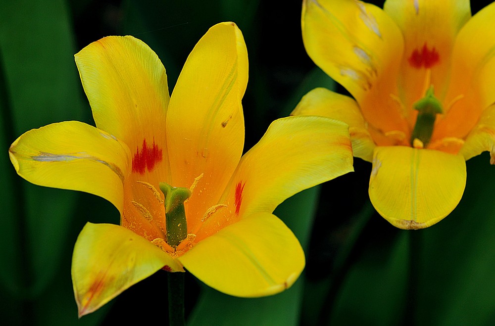 Insel Mainau 5