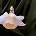 Insel Mainau