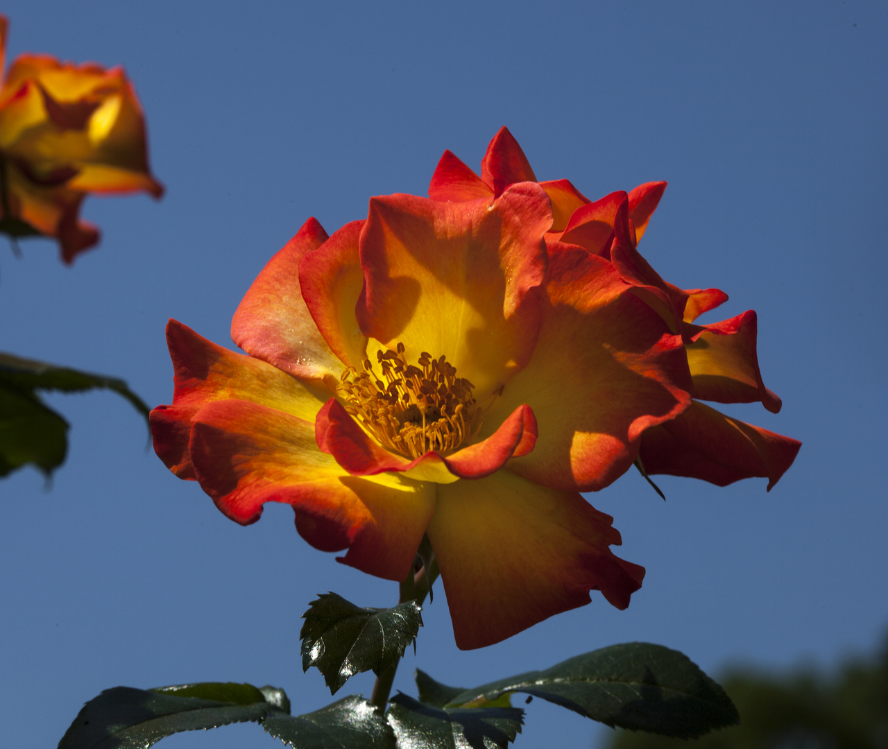 Insel Mainau