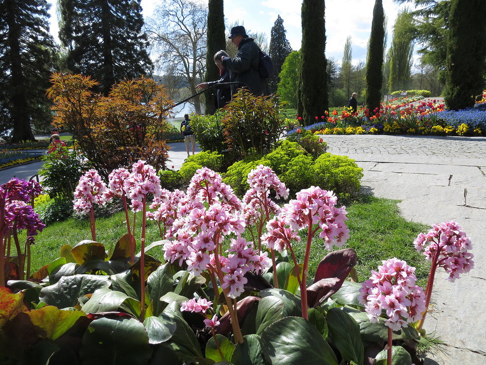 Insel Mainau / Bergenien