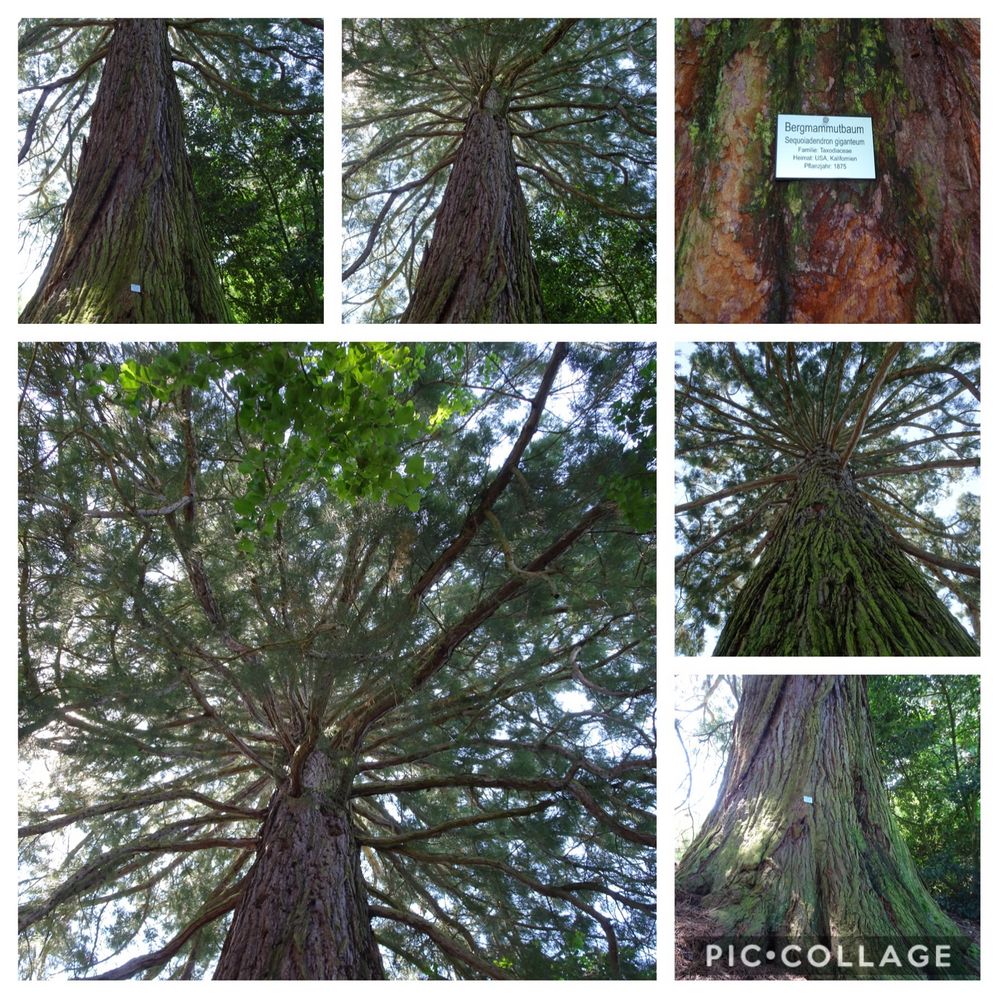 Insel Mainau Bergmammutbaum