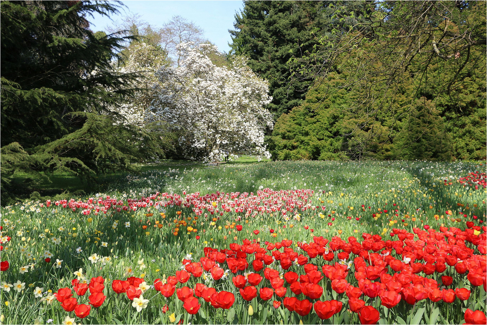 Insel-Mainau-Blümchen