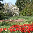 Insel-Mainau-Blümchen