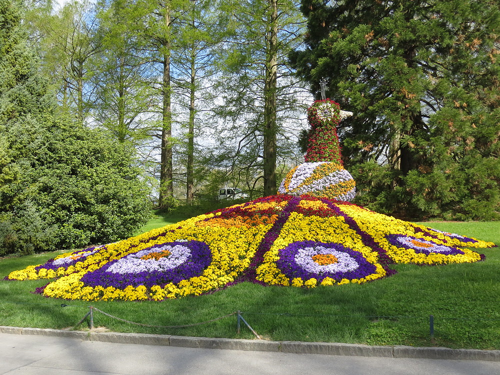 Insel Mainau / Blumenpfau