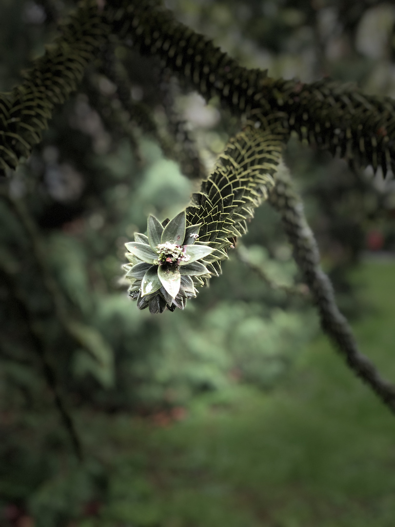 Insel Mainau Chilenischer Baum