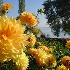 Insel Mainau - Dahlienblüte Anfang Oktober 2015