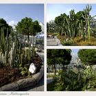 ...Insel Mainau