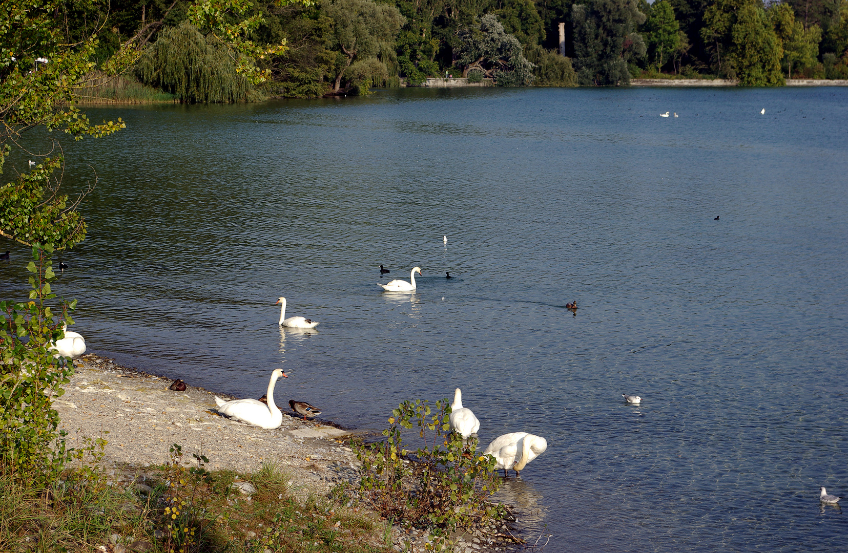 ...Insel Mainau