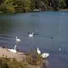 ...Insel Mainau