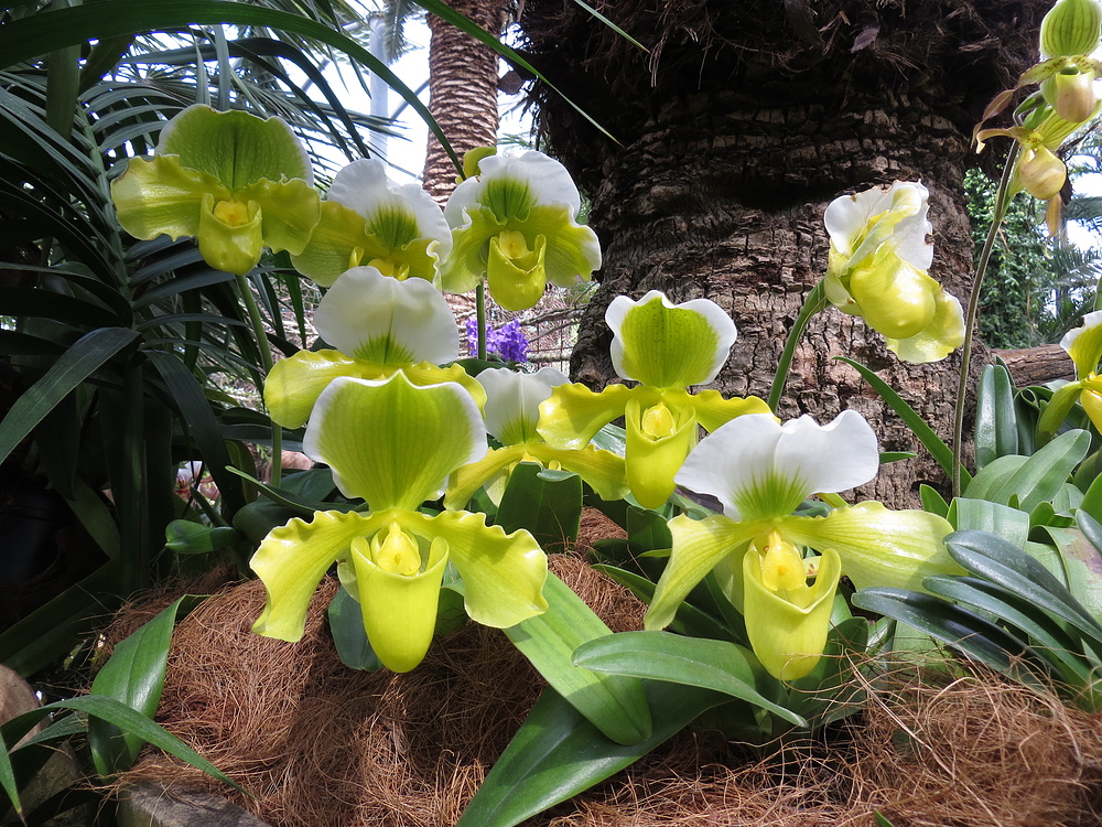 Insel Mainau / Frauenschuh Orchidee 1