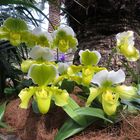 Insel Mainau / Frauenschuh Orchidee 1