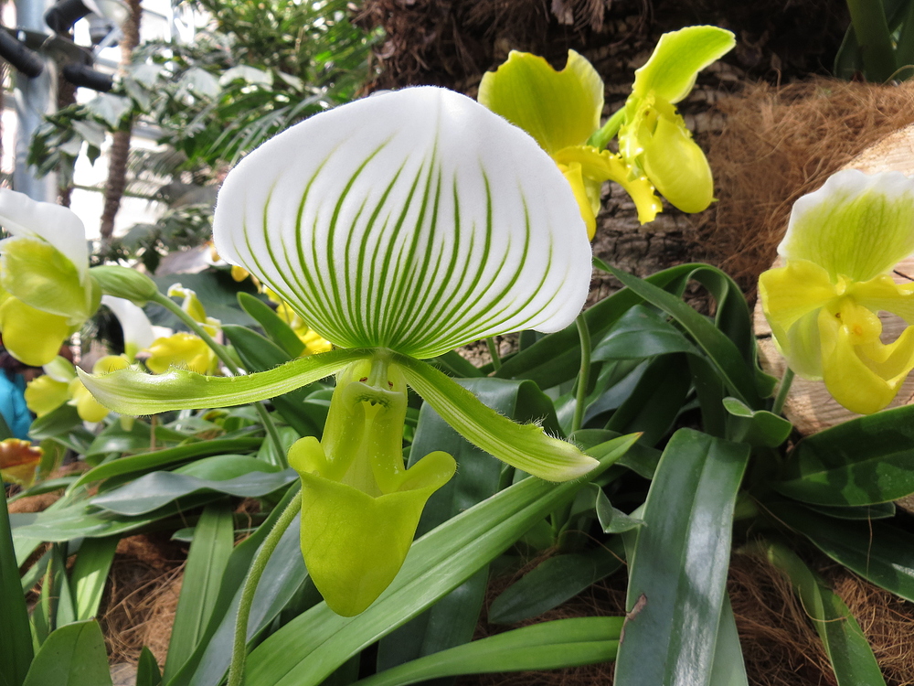 Insel Mainau / Frauenschuh Orchidee 2