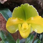 Insel Mainau / Frauenschuh Orchideen 3