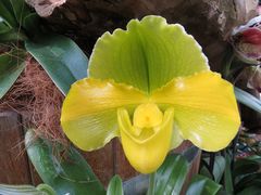Insel Mainau / Frauenschuh Orchideen 3