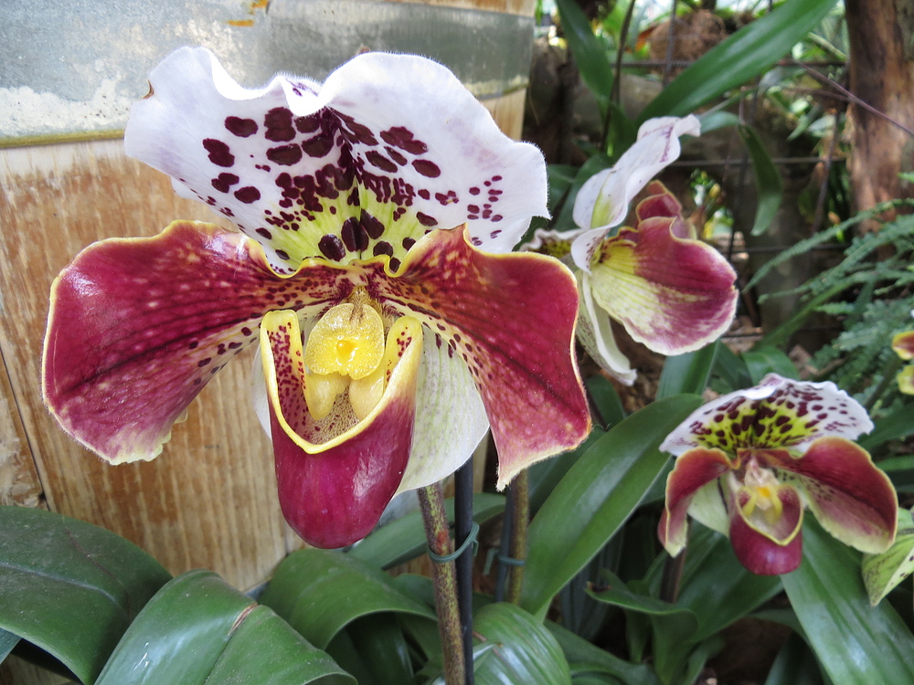 Insel Mainau / Frauenschuh Orchideen 4