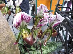 Insel Mainau / Frauenschuh Orchideen 5