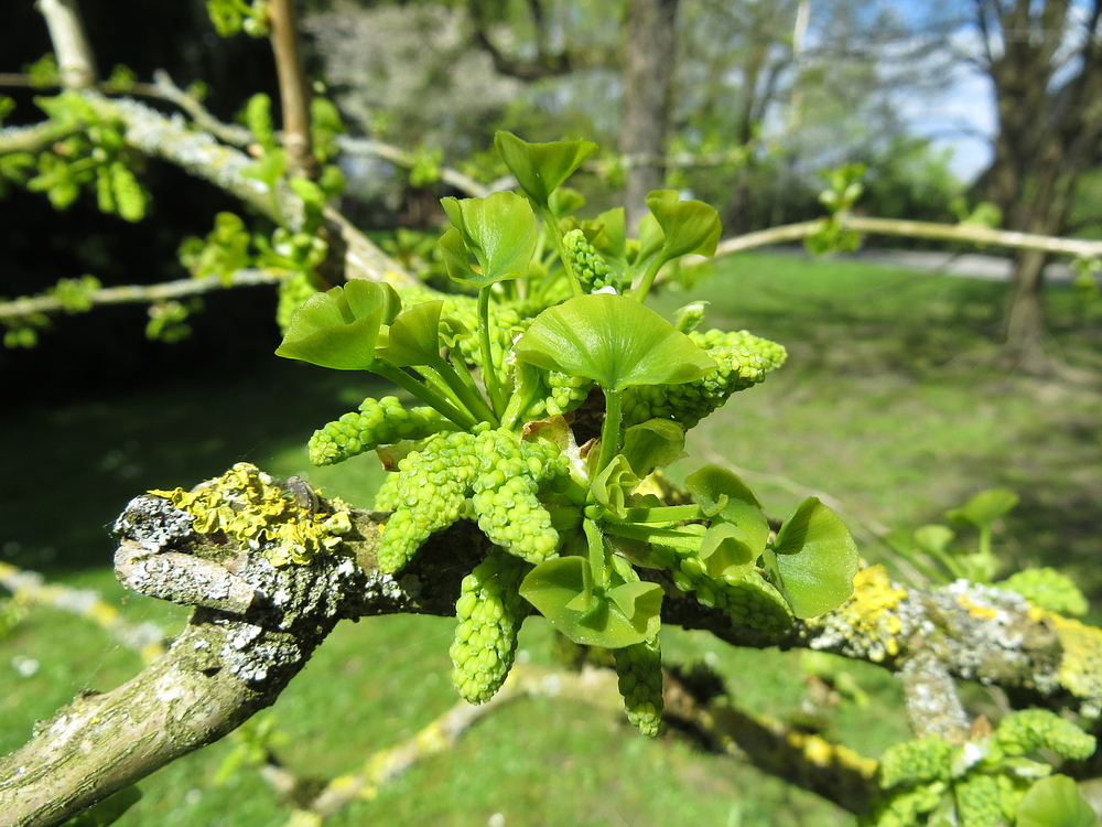 Insel Mainau / Ginkgoblüten