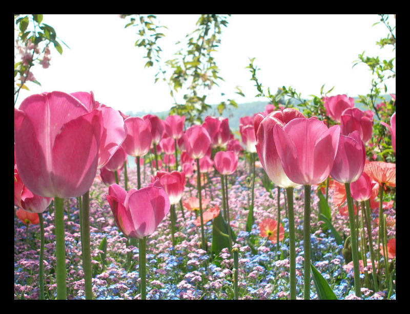 Insel Mainau I