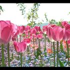 Insel Mainau I