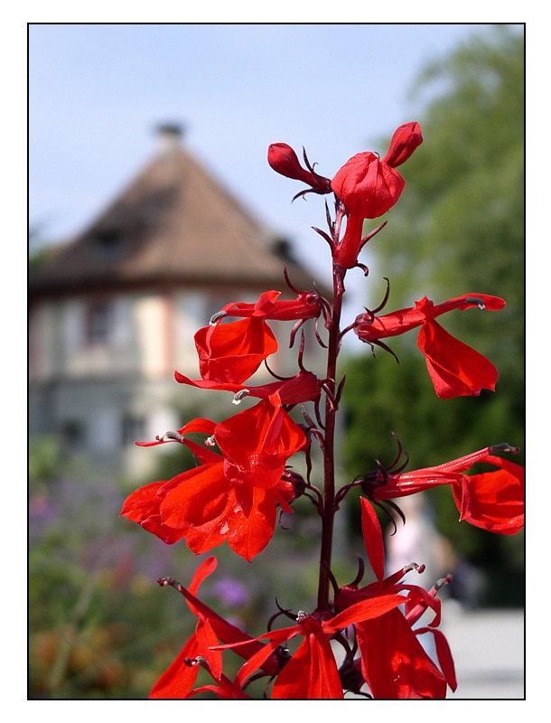 Insel Mainau I